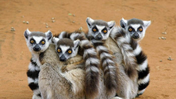 Nei lemuri la chiave del sonno criogenico per i viaggi nello spazio
