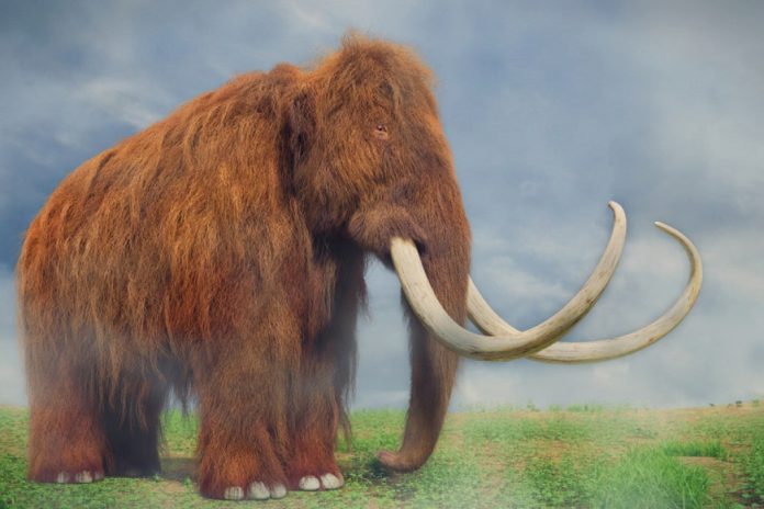 L'evoluzione dei Mammut, de-estinzione dei mammut lanosi