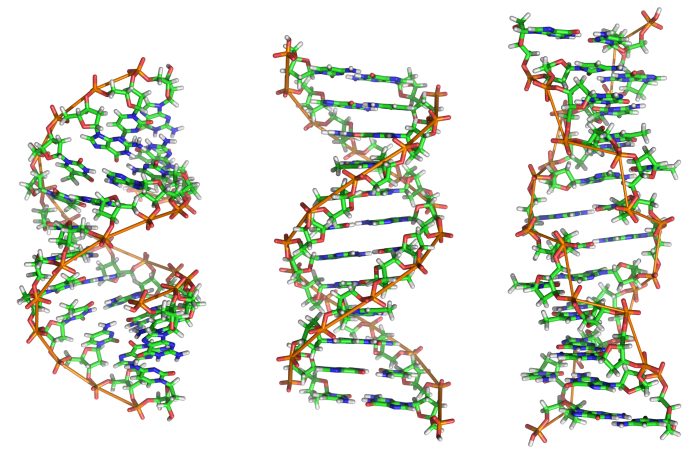 Una nuova tecnica genetica rivela cosa ci rende umani