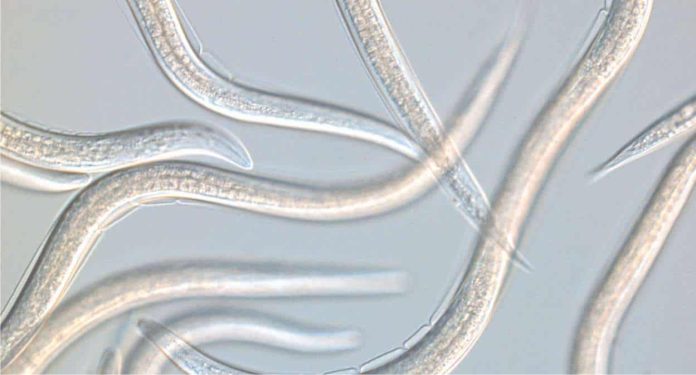 Dei piccoli vermi, i nematodi, congelati da migliaia di anni, sono in grado di tornare in vita