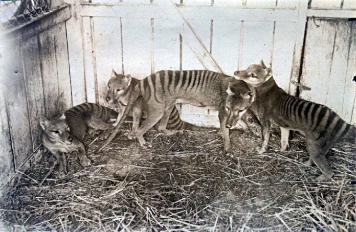 Perché c'è chi continua a vedere in giro la tigre della Tasmania, un animale estinto da anni?