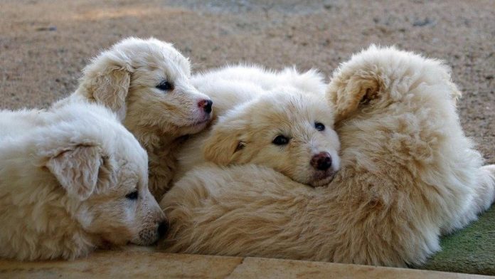 I cuccioli di cane nascono pronti per socializzare con gli umani