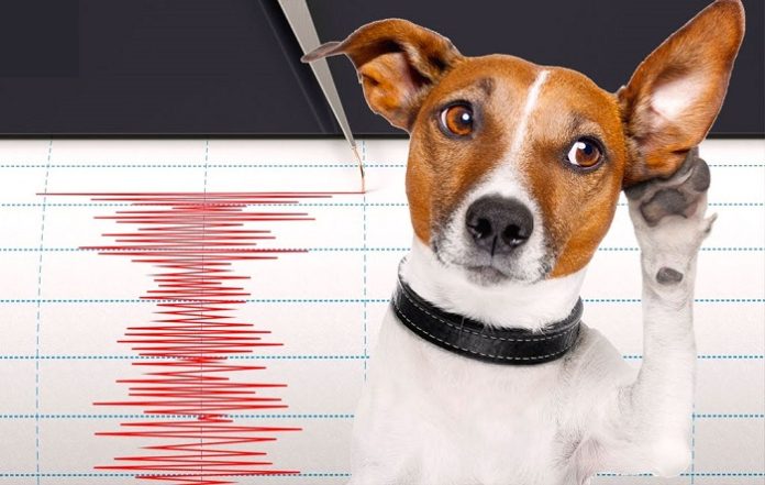 Il sesto senso degli animali: un sistema di allarme rapido per i terremoti?