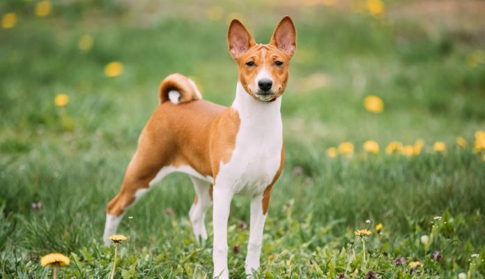 Dal Basenji nuovi indizi sull'evoluzione del migliore amico dell'uomo, il cane