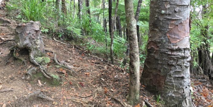 Gli alberi si innestano tra loro mantenendo in vita altri alberi malati