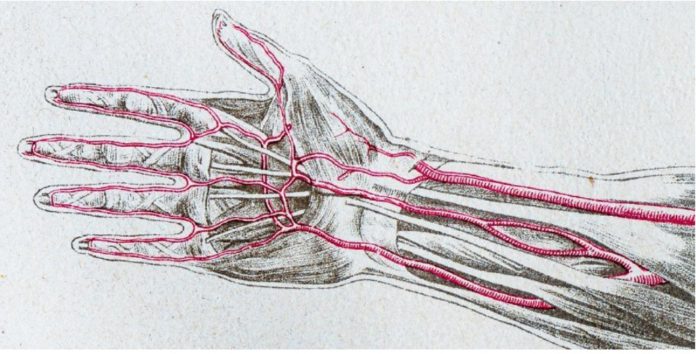 Evoluzione: alcuni di noi stanno sviluppando una nuova arteria