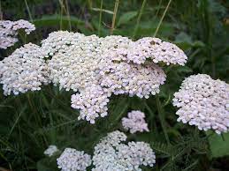 achillea