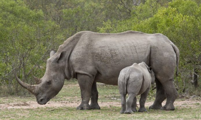 I Frozen Zoo potrebbero salvare le specie in via di estinzione