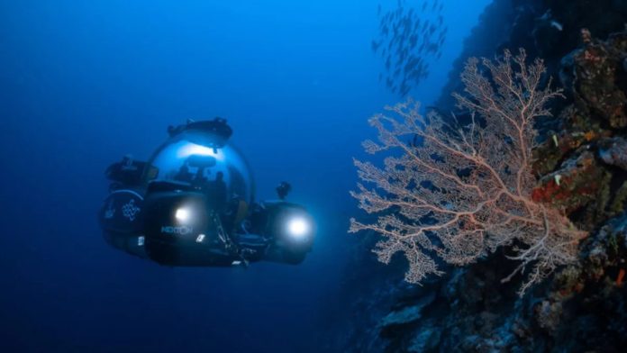 La Nekton scopre un nuovo ecosistema nelle profondità oceaniche delle Maldive