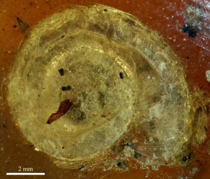 Trovata una lumaca pelosa di 99 milioni di anni nell'ambra