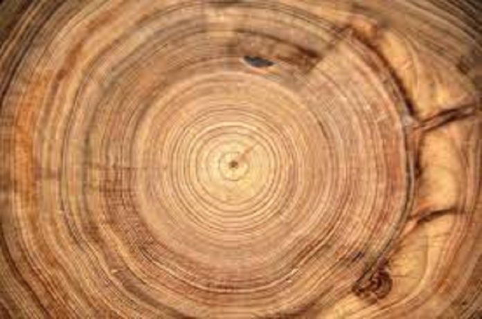 Gli anelli degli alberi raccontano di una tempesta cosmica che colpisce ogni 1000 anni