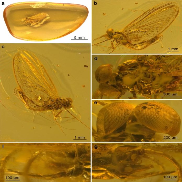 Scoperto un insetto di 35 milioni di anni intrappolato nell'ambra