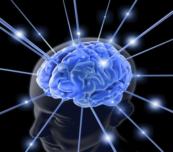 I ricercatori rivelano nuove informazioni sul cervello