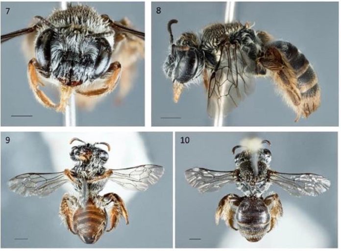 Scoperta un'ape con la testa che ricorda un muso di cane