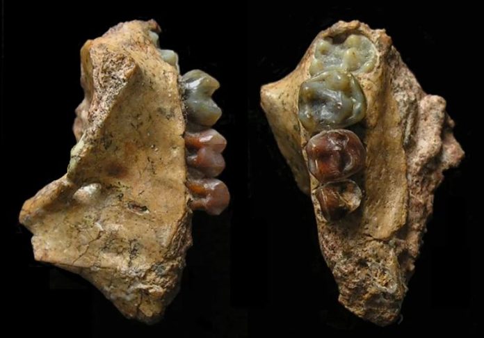 Un antico fossile di gibbone colma una lacuna della storia evolutiva delle scimmie