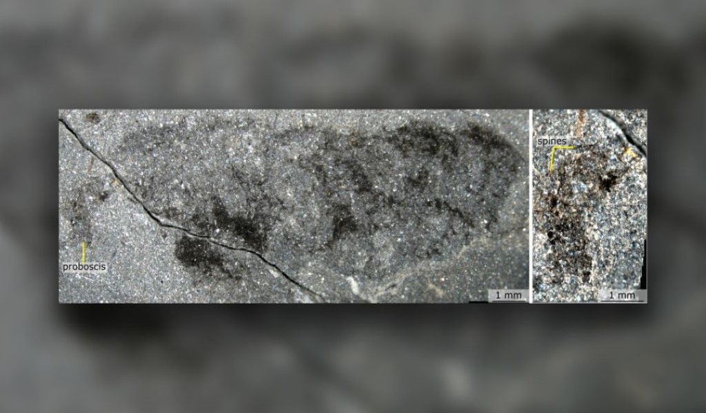 Fossile dell'animale dell'Ordoviciano Mieridduryn bonniae . La sua proboscide spinosa è visibile in primo piano a destra.(Credito immagine: Pates et al./Nature Communications)
