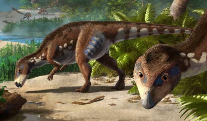 T. platycephalus una specie di dinosauro 