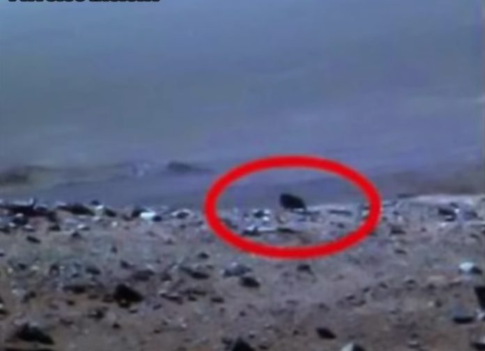 Bufale: il presunto animale a quattro zampe fotografato su Marte - video