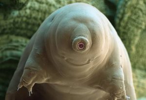 tardigradi