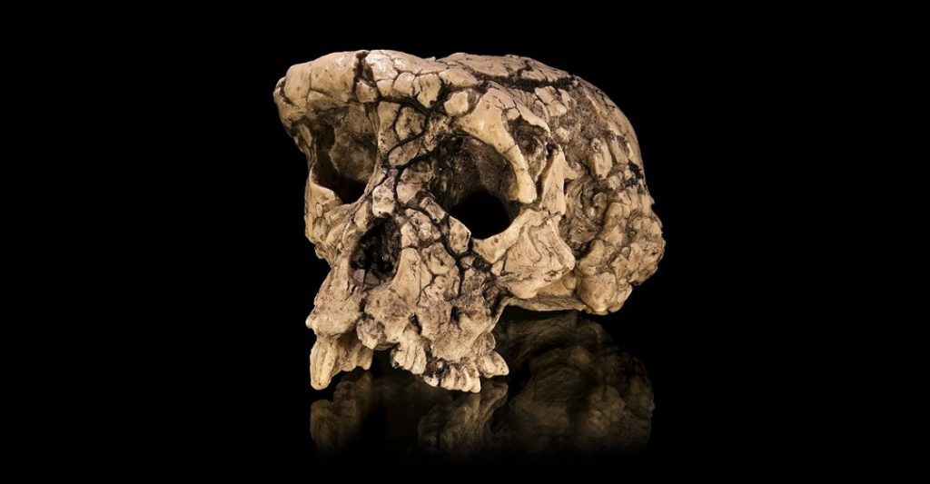 Calco del cranio olotipo Sahelanthropus tchadensis TM 266-01-060-1, soprannominato Toumaï. Fonte: Wikimedia Commons