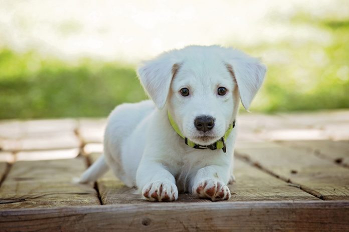 Il comportamento dei cani dipende dalla selezione genetica