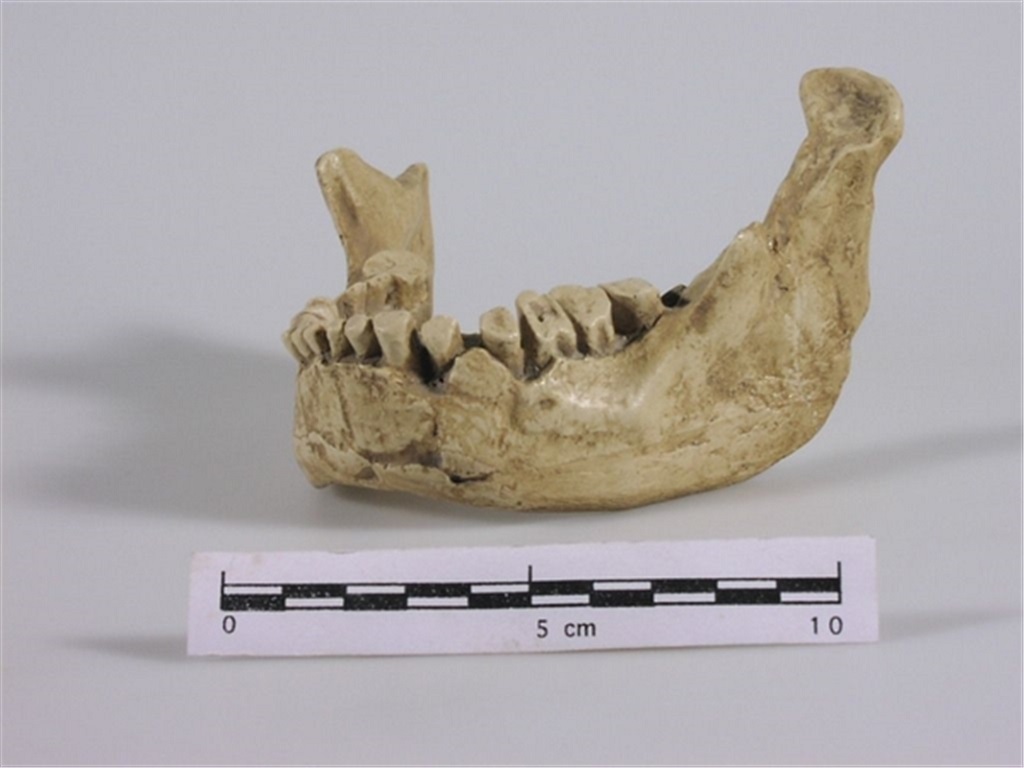 La mandibola di Banyoles potrebbe essere la testimonianza più antica di Homo Sapiens in Europa