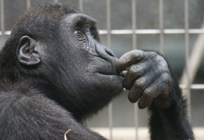 Le scimmie sanno prendere decisioni razionali come gli umani