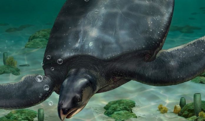 Scoperta tartaruga marina gigante preistorica