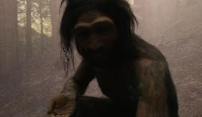 I Neanderthal furono i primi a plasmare l'ambiente