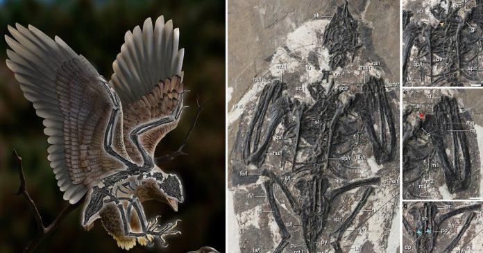 Un fossile, ibrido di dinosauro e uccello, potrebbe aiutarci a capire l'evoluzione degli uccelli