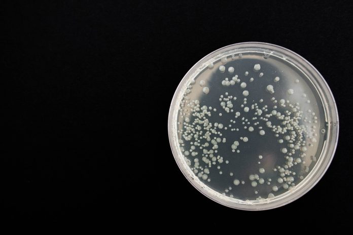 Identificato un batterio capace di digerire la plastica