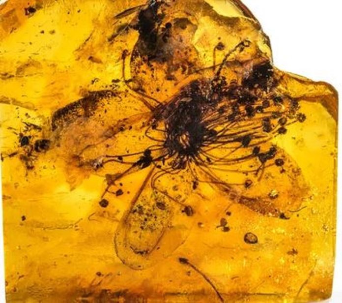 Un fiore racchiuso nell'ambra è il più grande mai trovato e risale a 40 milioni di anni fa