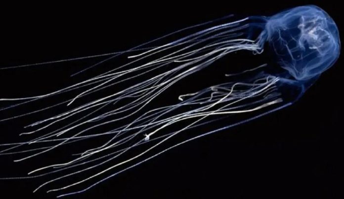 Scoperto il segreto delle meduse immortali. Potrebbero schiudersi ora le porte dell'immortalità umana?