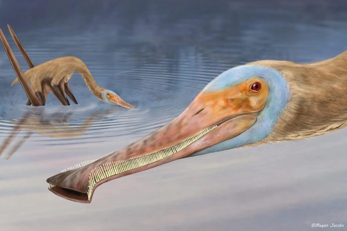 Scoperta una nuova specie di pterosauro con oltre 400 denti