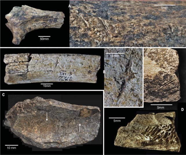 Frammenti di tibia ippopotamidica (A), costola (B) e ossa di bovide (C, D) che mostrano segni di taglio. (Plummer et al., Scienza , 2023)