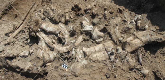 Trovati strumenti di pietra Oldowan risalenti a 3 milioni di anni fa