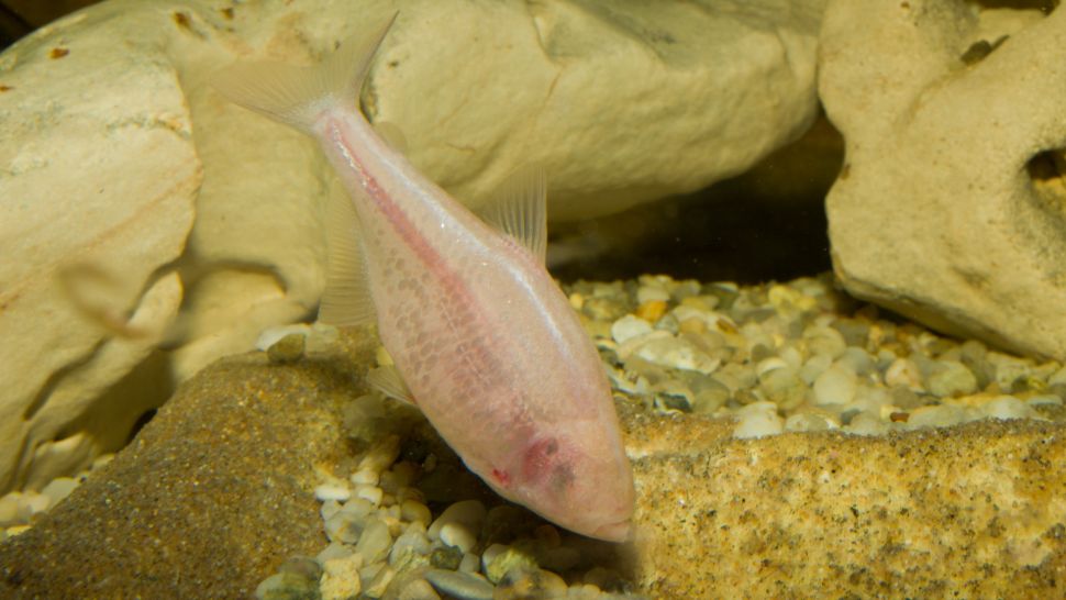 I pesci delle caverne ciechi di tutto il mondo hanno perso gli occhi, poiché non hanno bisogno di vedere nelle acque scure della caverna.(Credito immagine: Reinhard Dirscherl tramite Getty Images)