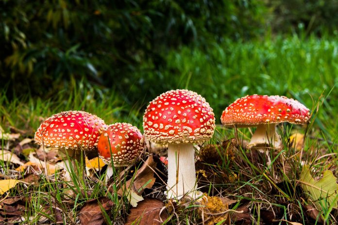 I funghi collegano le foreste come autostrade?