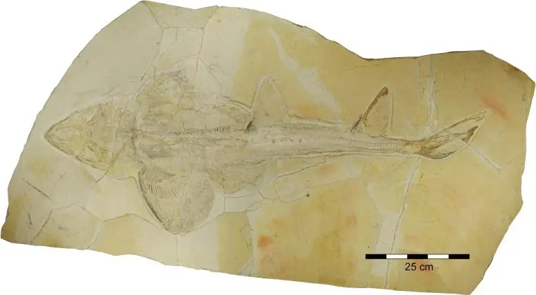 Fossile dello squalo del tardo Giurassico Protospinax annectans proveniente da Solnhofen e Eichstätt, Germania. Credito: Sebastian Stumpf