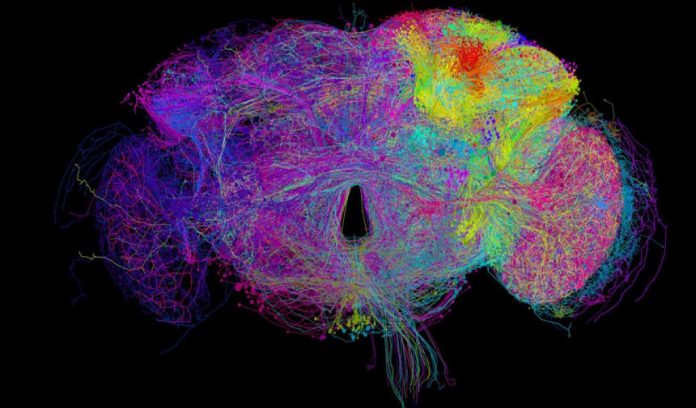 Creata la prima mappa completa del cervello di un insetto