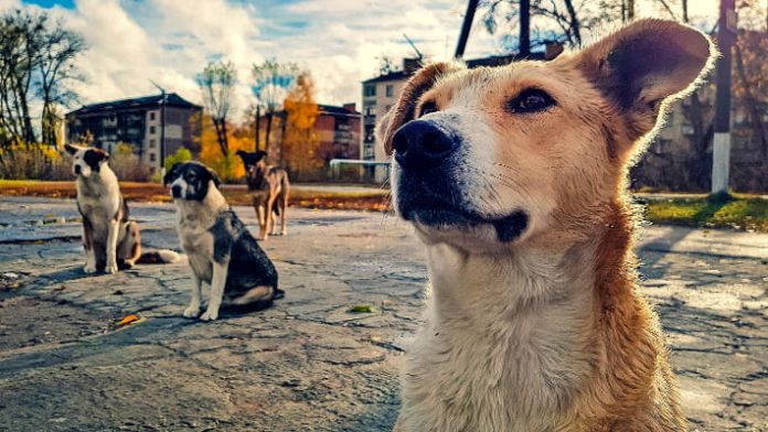 La strana genetica dei cani di Chernobyl