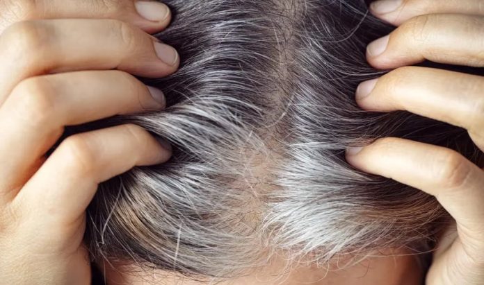 Perché i capelli diventano grigi? Uno studio svela il ruolo delle cellule staminali