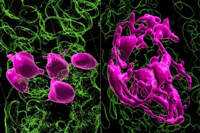 Le cellule staminali che colorano i capelli (a sinistra, in rosa) devono trovarsi nel compartimento dei germi dei capelli per essere attivate (a destra) per svilupparsi in pigmento. Credito: per gentile concessione di Springer-Nature Publishing o della rivista Nature
