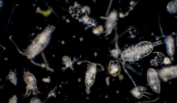 Virus mai visti prima prosperano negli oceani