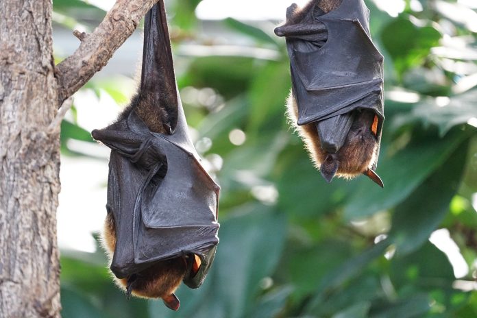 Fossili di antichi pipistrelli ci danno preziose informazioni sui mammiferi volanti