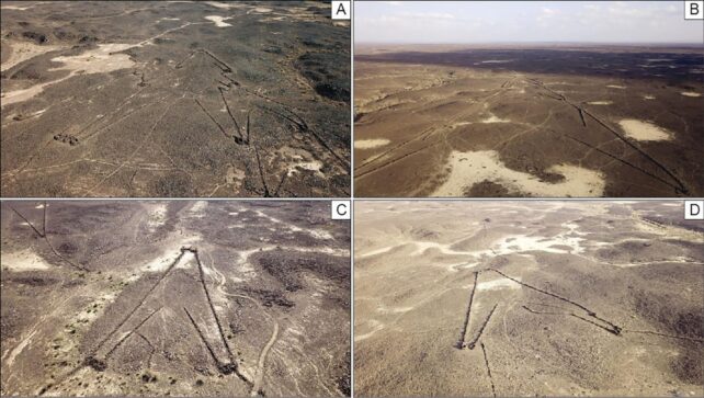 Esempi di aquiloni del deserto trovati nel deserto dell'Arabia Saudita. ( KLDAP )
