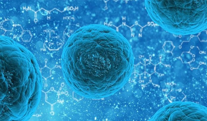 Il ruolo degli eucarioti sull'evoluzione della vita, scienze biologiche 2023