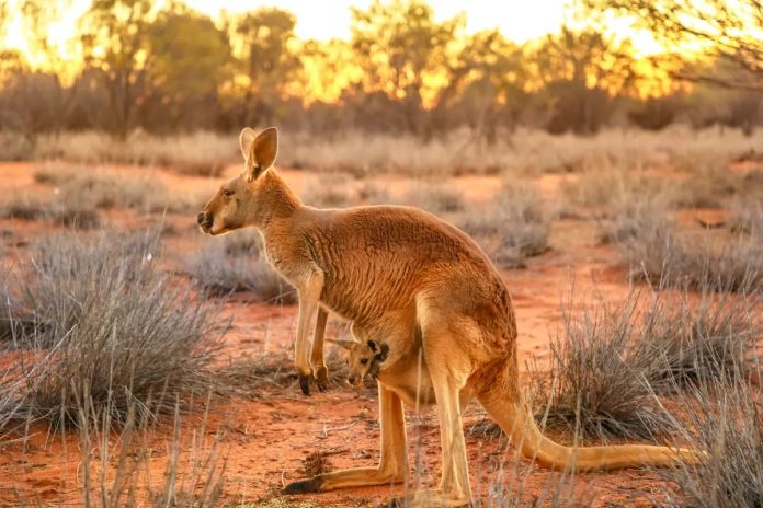 I marsupiali potrebbero essere i mammiferi più evoluti