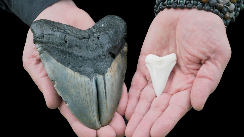 Megalodon (dente sinistro) potrebbe essere stato portato all'estinzione, in parte, dall'arrivo di grandi squali bianchi (dente destro).  (Credito immagine: Mark Kostich/Getty Images)
