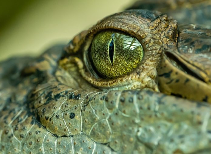 Le femmine di coccodrillo possono deporre uova senza un partner